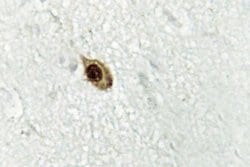 Invitrogen ZIC1/ZIC2/ZIC3 Polyclonal Antibody 100 &mu;L; Unconjugated:Antibodies,