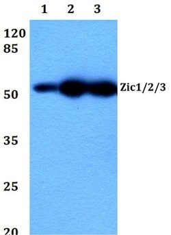 Invitrogen ZIC1/ZIC2/ZIC3 Polyclonal Antibody 100 &mu;L; Unconjugated:Antibodies,