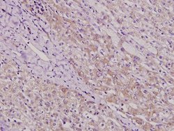 Invitrogen TAF5 Polyclonal Antibody 100 &mu;L; Unconjugated:Antibodies,