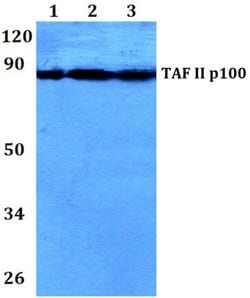 Invitrogen TAF5 Polyclonal Antibody 100 &mu;L; Unconjugated:Antibodies,
