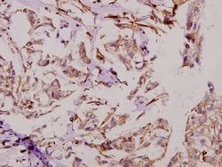 Invitrogen DATF1 Polyclonal Antibody 100 &mu;L; Unconjugated:Antibodies,