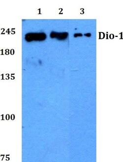 Invitrogen DATF1 Polyclonal Antibody 100 &mu;L; Unconjugated:Antibodies,