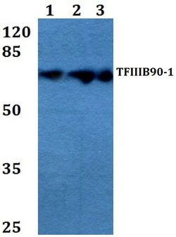 Invitrogen BRF1 Polyclonal Antibody 100 &mu;L | Buy Online | Invitrogen&trade; | Fisher Scientific