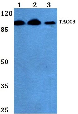 Invitrogen TACC3 Polyclonal Antibody 100 &mu;L; Unconjugated:Antibodies,