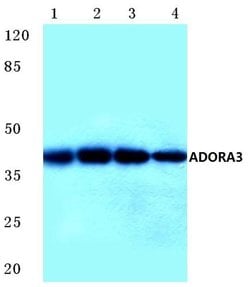 Invitrogen ADORA3 Polyclonal Antibody 100 &mu;L; Unconjugated:Antibodies,