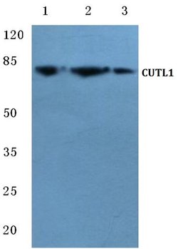 Invitrogen CUX1/Protein CASP Polyclonal Antibody 100 &mu;L; Unconjugated:Antibodies,