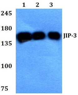 Invitrogen JIP3 Polyclonal Antibody 100 &mu;L; Unconjugated:Antibodies,