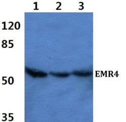 EMR4 Polyclonal Antibody:Antibodies, Polyclonal