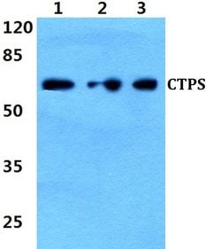 Invitrogen CTPS Polyclonal Antibody 100 &mu;L; Unconjugated:Antibodies,