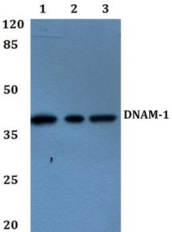 Invitrogen CD226 Polyclonal Antibody 100 μL; Unconjugated:Antibodies,