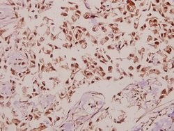 Invitrogen DNAJB4 Polyclonal Antibody 100 &mu;L; Unconjugated:Antibodies,