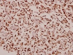 Invitrogen RPL39 Polyclonal Antibody 100 &mu;L; Unconjugated:Antibodies,