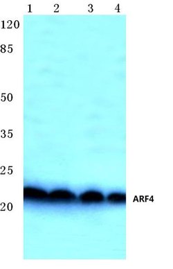 Invitrogen ARF4 Polyclonal Antibody 100 &mu;L; Unconjugated:Antibodies,