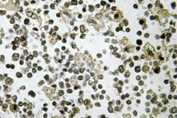 Invitrogen DDX55 Polyclonal Antibody 100 &mu;L; Unconjugated:Antibodies,