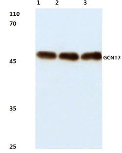 Invitrogen GCNT7 Polyclonal Antibody 100 &mu;L; Unconjugated:Antibodies,