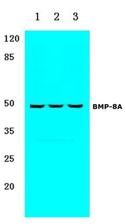 Invitrogen BMP-8A Polyclonal Antibody 100 &mu;L; Unconjugated:Antibodies,