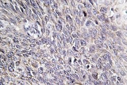 Invitrogen CHPF Polyclonal Antibody 100 &mu;L; Unconjugated:Antibodies,