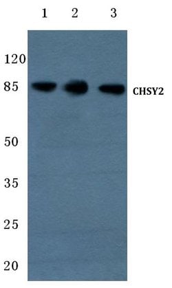 Invitrogen CHPF Polyclonal Antibody 100 &mu;L; Unconjugated:Antibodies,