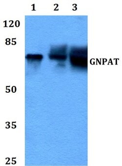 Invitrogen GNPAT Polyclonal Antibody 100 &mu;L; Unconjugated:Antibodies,