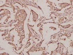 Invitrogen INSL4 Polyclonal Antibody 100 &mu;L; Unconjugated:Antibodies,