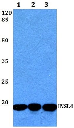 Invitrogen INSL4 Polyclonal Antibody 100 &mu;L; Unconjugated:Antibodies,