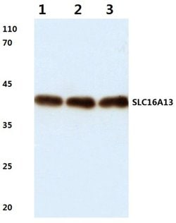 Invitrogen SLC16A13 Polyclonal Antibody 100 &mu;L; Unconjugated:Antibodies,