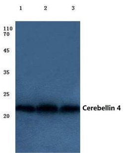 Invitrogen Cerebellin 4 Polyclonal Antibody 100 &mu;L; Unconjugated:Antibodies,