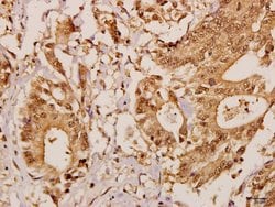 Invitrogen GCP5 Polyclonal Antibody 100 &mu;L; Unconjugated:Antibodies,