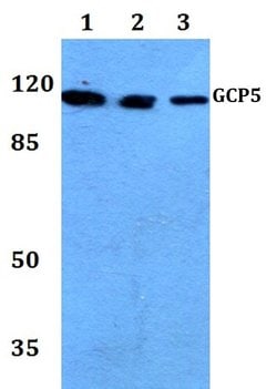 Invitrogen GCP5 Polyclonal Antibody 100 &mu;L; Unconjugated:Antibodies,
