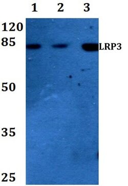 Invitrogen LRP3 Polyclonal Antibody 100 &mu;L; Unconjugated:Antibodies,