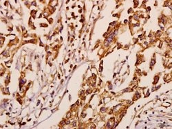 Invitrogen NEURL1 Polyclonal Antibody 100 &mu;L; Unconjugated:Antibodies,