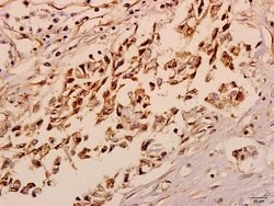 Invitrogen NXPH4 Polyclonal Antibody 100 &mu;L; Unconjugated:Antibodies,