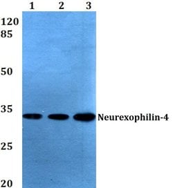 Invitrogen NXPH4 Polyclonal Antibody 100 &mu;L; Unconjugated:Antibodies,