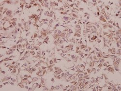 Invitrogen NSG1 Polyclonal Antibody 100 &mu;L; Unconjugated:Antibodies,