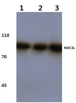 Invitrogen NOC3L Polyclonal Antibody 100 &mu;L; Unconjugated:Antibodies,