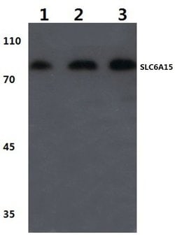 Invitrogen SLC6A15 Polyclonal Antibody 100 &mu;L; Unconjugated:Antibodies,