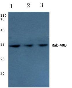 Invitrogen RAB40B Polyclonal Antibody 100 &mu;L; Unconjugated:Antibodies,