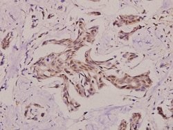 Invitrogen PRKY Polyclonal Antibody 100 &mu;L; Unconjugated:Antibodies,
