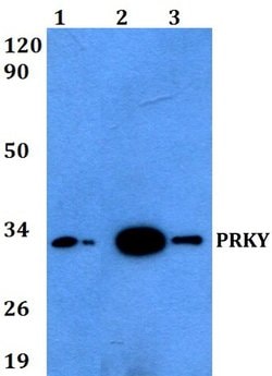 Invitrogen PRKY Polyclonal Antibody 100 &mu;L; Unconjugated:Antibodies,