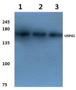 Invitrogen USP42 Polyclonal Antibody 100 &mu;L; Unconjugated:Antibodies,