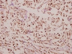 Invitrogen ARRDC4 Polyclonal Antibody 100 &mu;L; Unconjugated:Antibodies,