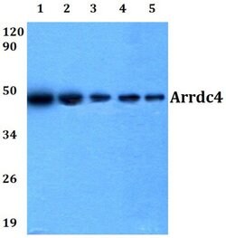 Invitrogen ARRDC4 Polyclonal Antibody 100 &mu;L; Unconjugated:Antibodies,