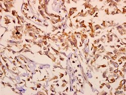 Invitrogen mGluR2/mGluR3 Polyclonal Antibody 100 &mu;L; Unconjugated:Antibodies,