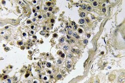 Invitrogen INHBC Polyclonal Antibody 100 &mu;L; Unconjugated:Antibodies,