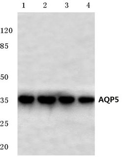 Invitrogen Aquaporin 5 Polyclonal Antibody 100 &mu;L; Unconjugated:Antibodies,