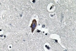 Invitrogen Aquaporin 0 Polyclonal Antibody 100 &mu;L; Unconjugated:Antibodies,