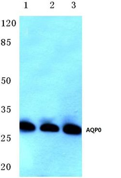 Invitrogen Aquaporin 0 Polyclonal Antibody 100 &mu;L; Unconjugated:Antibodies,