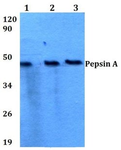 Invitrogen Pepsin A Polyclonal Antibody 100 &mu;L; Unconjugated:Antibodies,