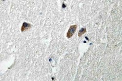 Invitrogen CaMKII beta/gamma/delta Polyclonal Antibody 100 &mu;L; Unconjugated:Antibodies,