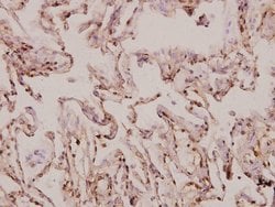 Invitrogen MRPS9 Polyclonal Antibody 100 &mu;L; Unconjugated:Antibodies,
